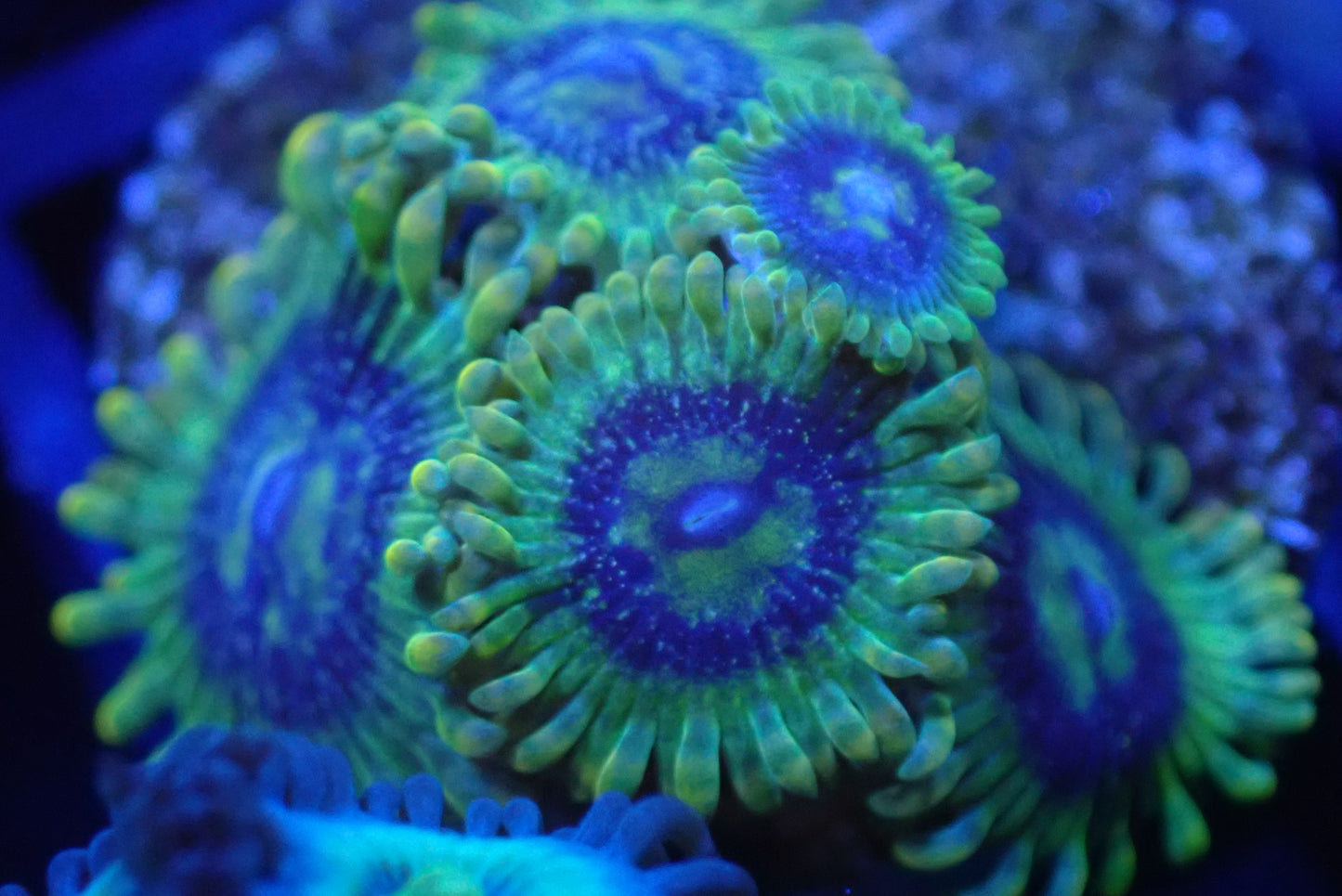 πͺ Yoda Zoanthid (Zoa) β 3+ Polyp Frag β Bright Green Designer Soft Coral