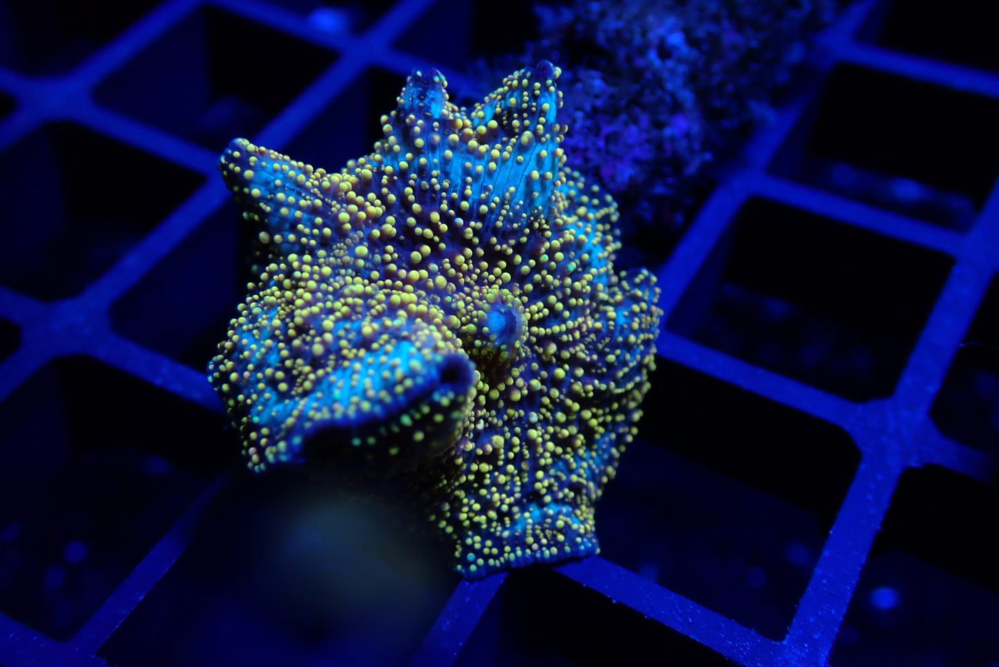 Golden Interstellar Discosoma