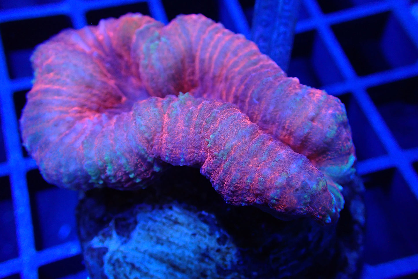 Red Lobo โ WYSIWYG