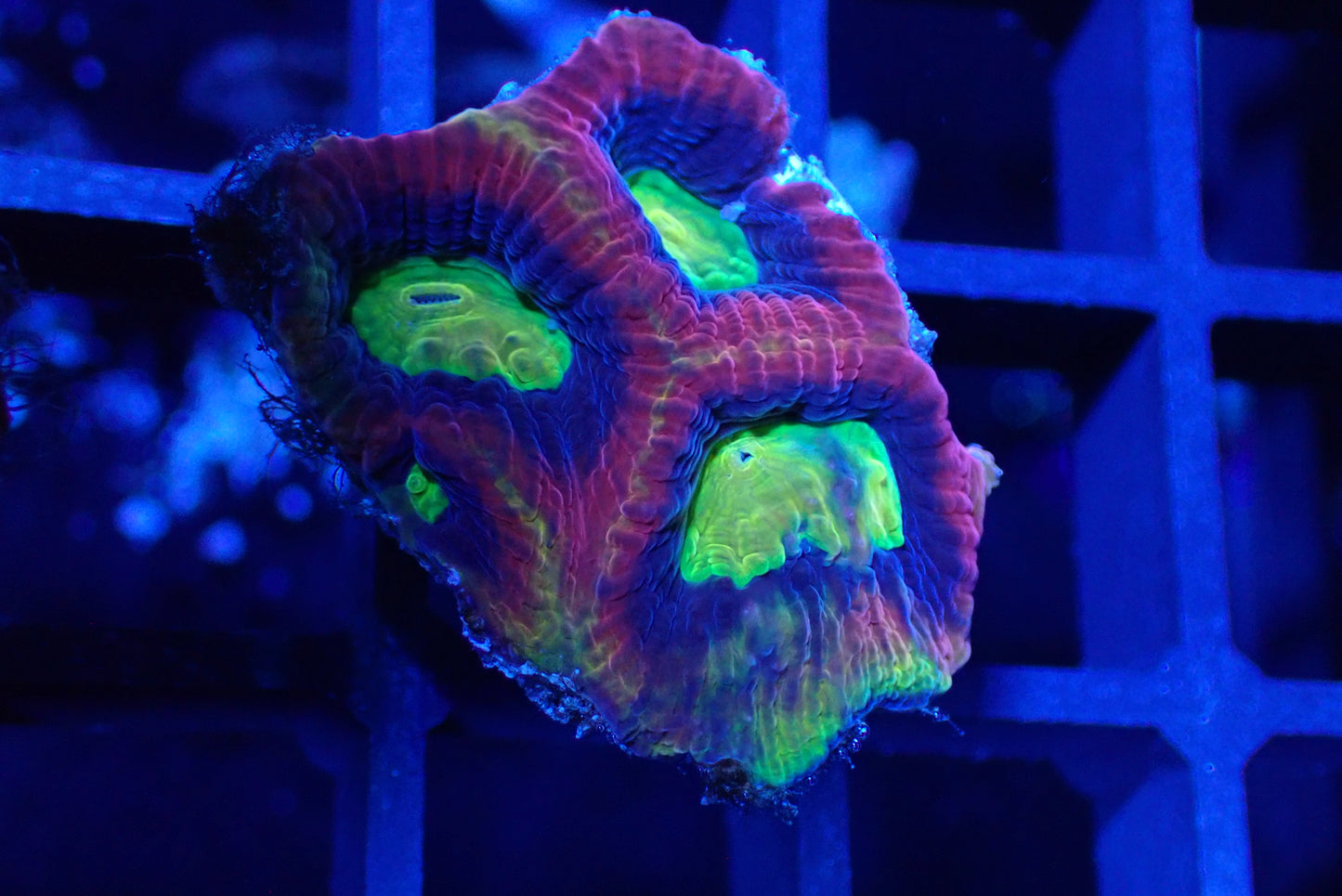 Dragon Soul Favia Frag