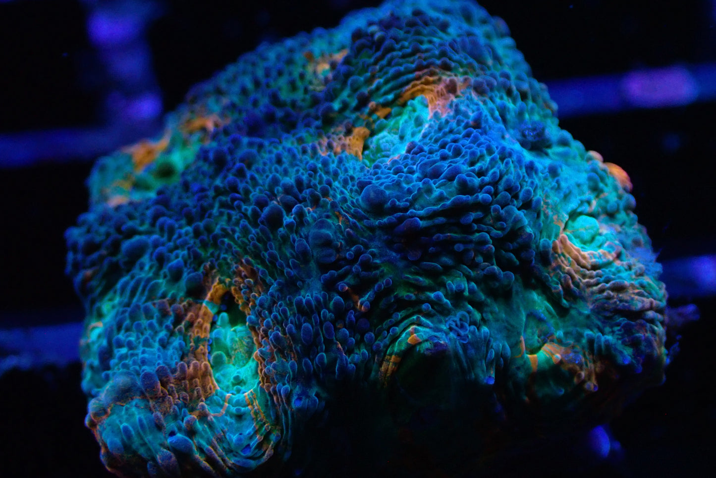 Acanthastrea echinata Frag