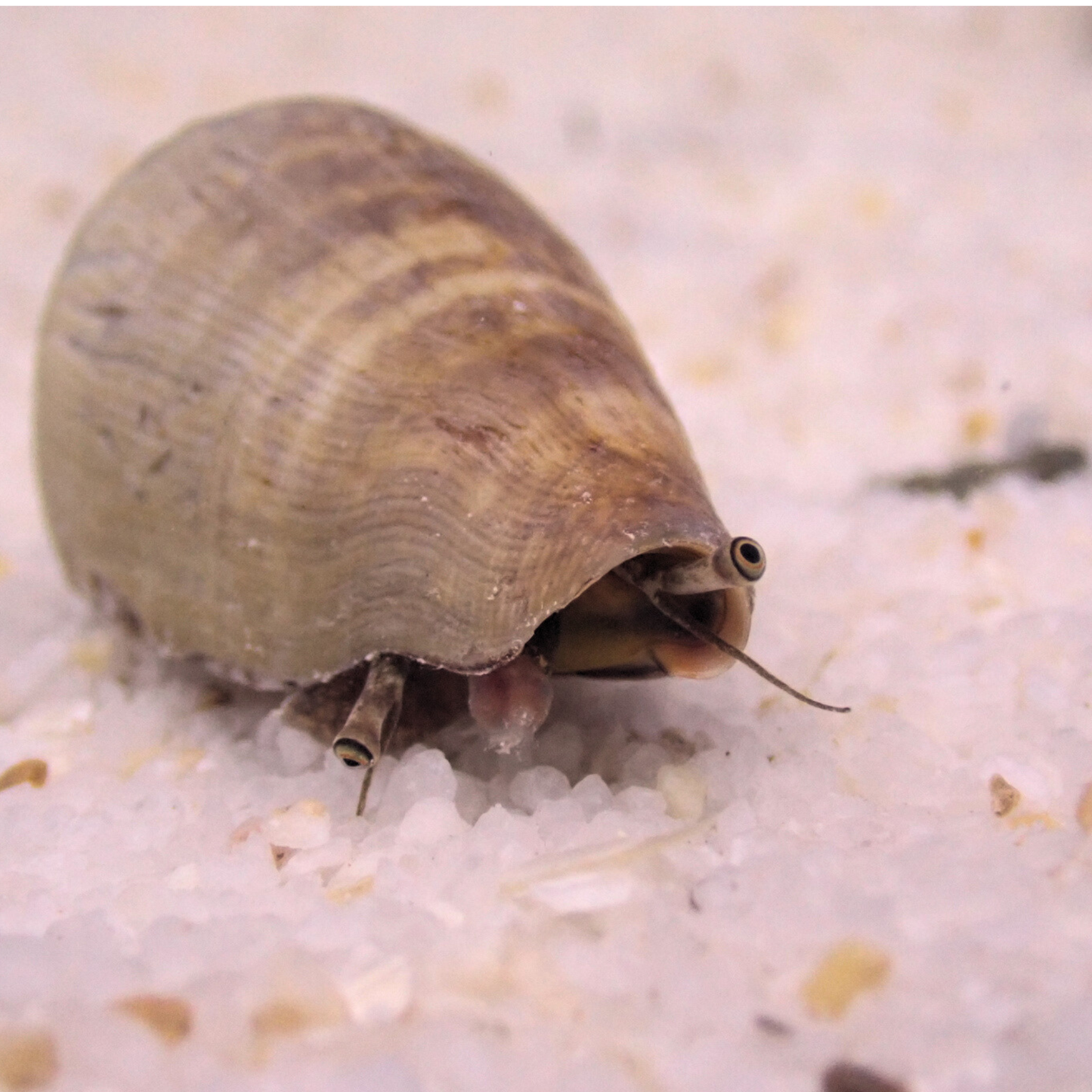 Orange-Lip Conch (Coromurex luhuanus)