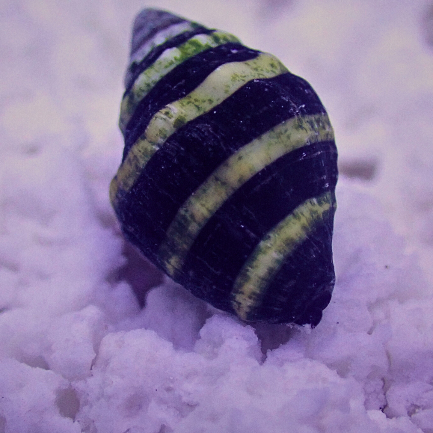 Bumblebee Snails (Pusiostoma / Engina mendicaria)