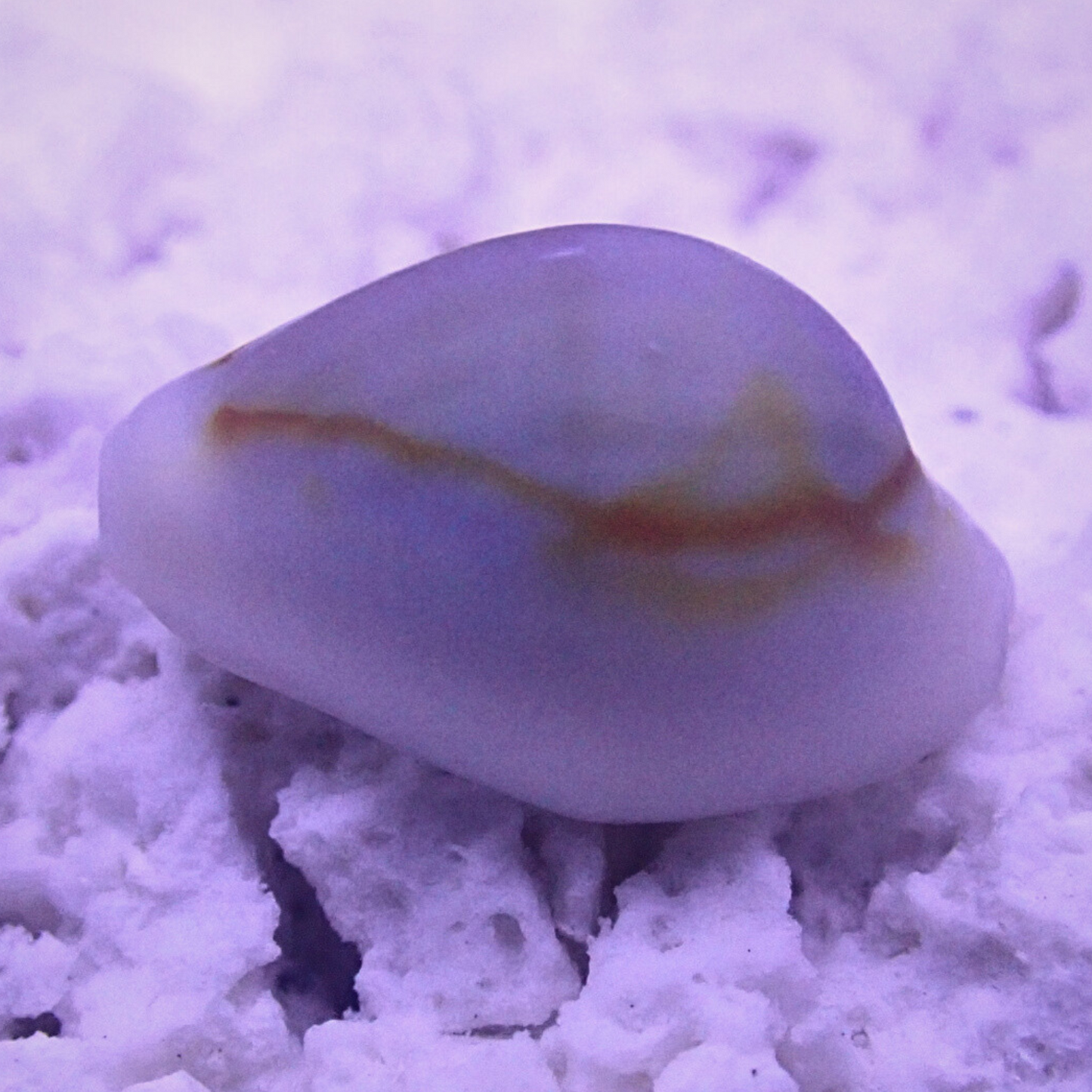 Money Cowrie (Cypraea annulus)