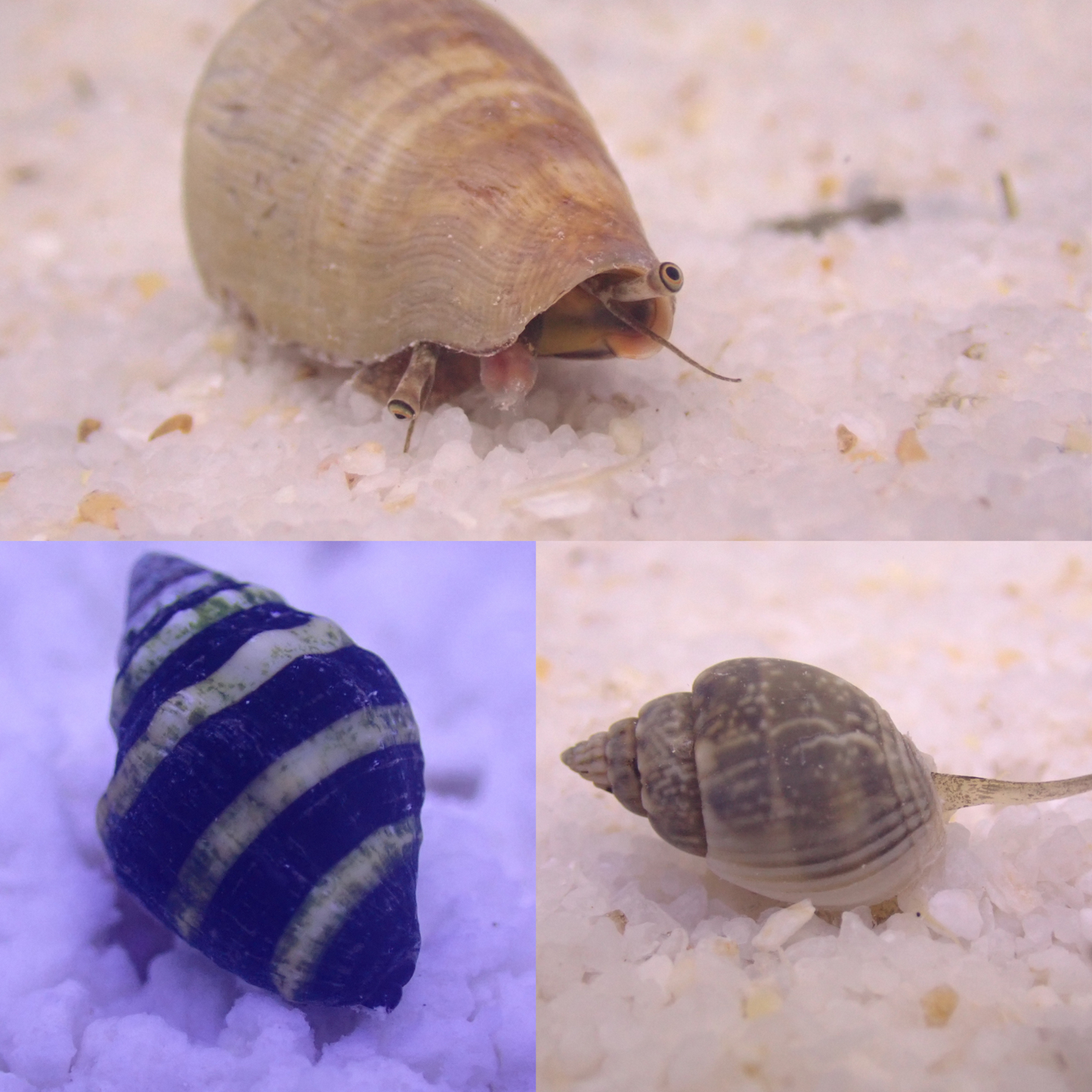 Reef Sifter Pack