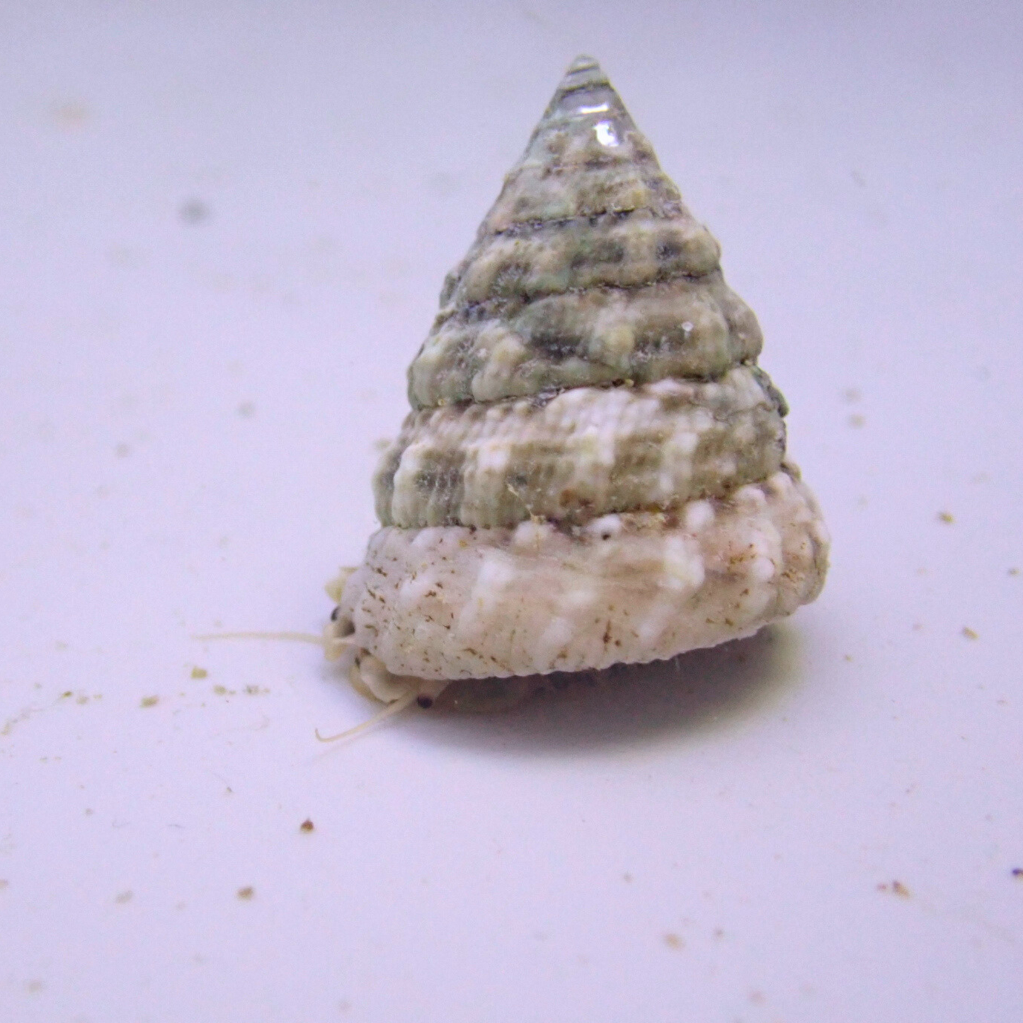 Turbo Snail (Turbo setosus)