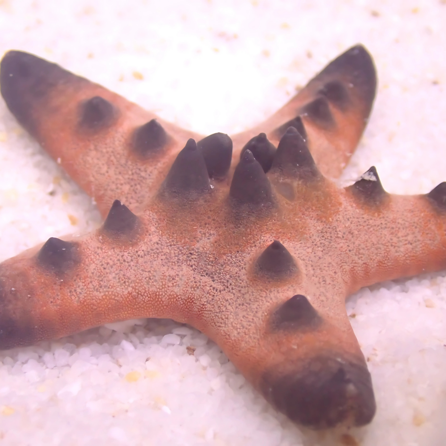 Chocolate Chip Starfish (Protoreaster nodosus)
