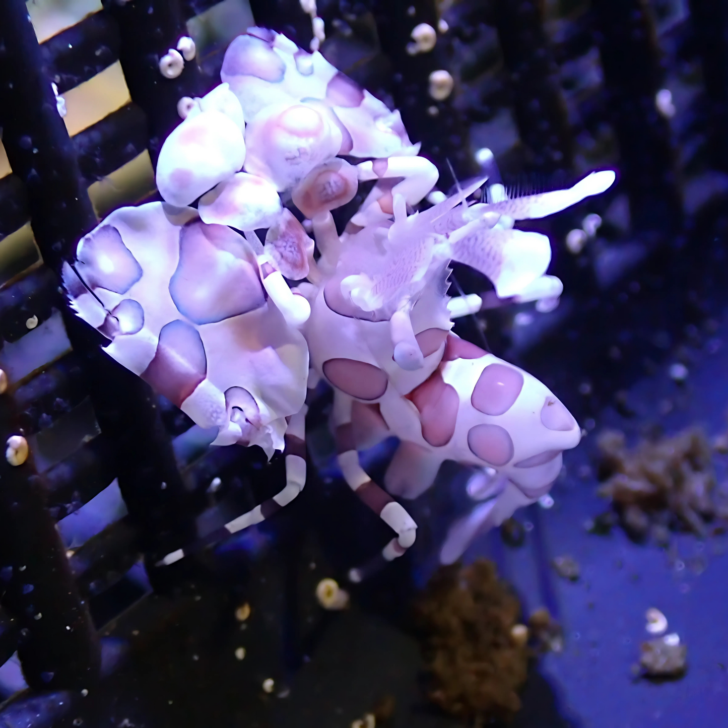 Harlequin Shrimp (Hymenocera picta)