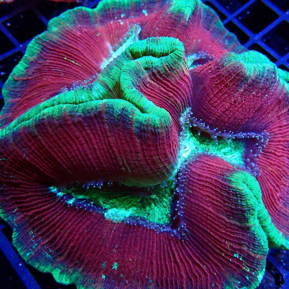 Ultra XL Trachyphyllia – Showpiece Brain Coral