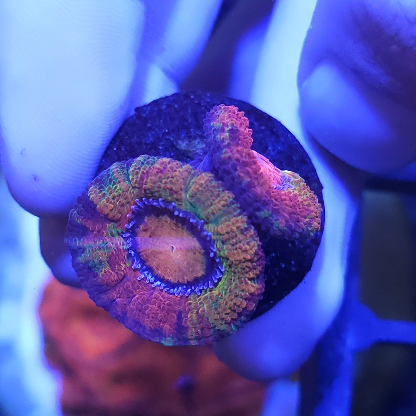Jawbreaker Acan Frag double head
