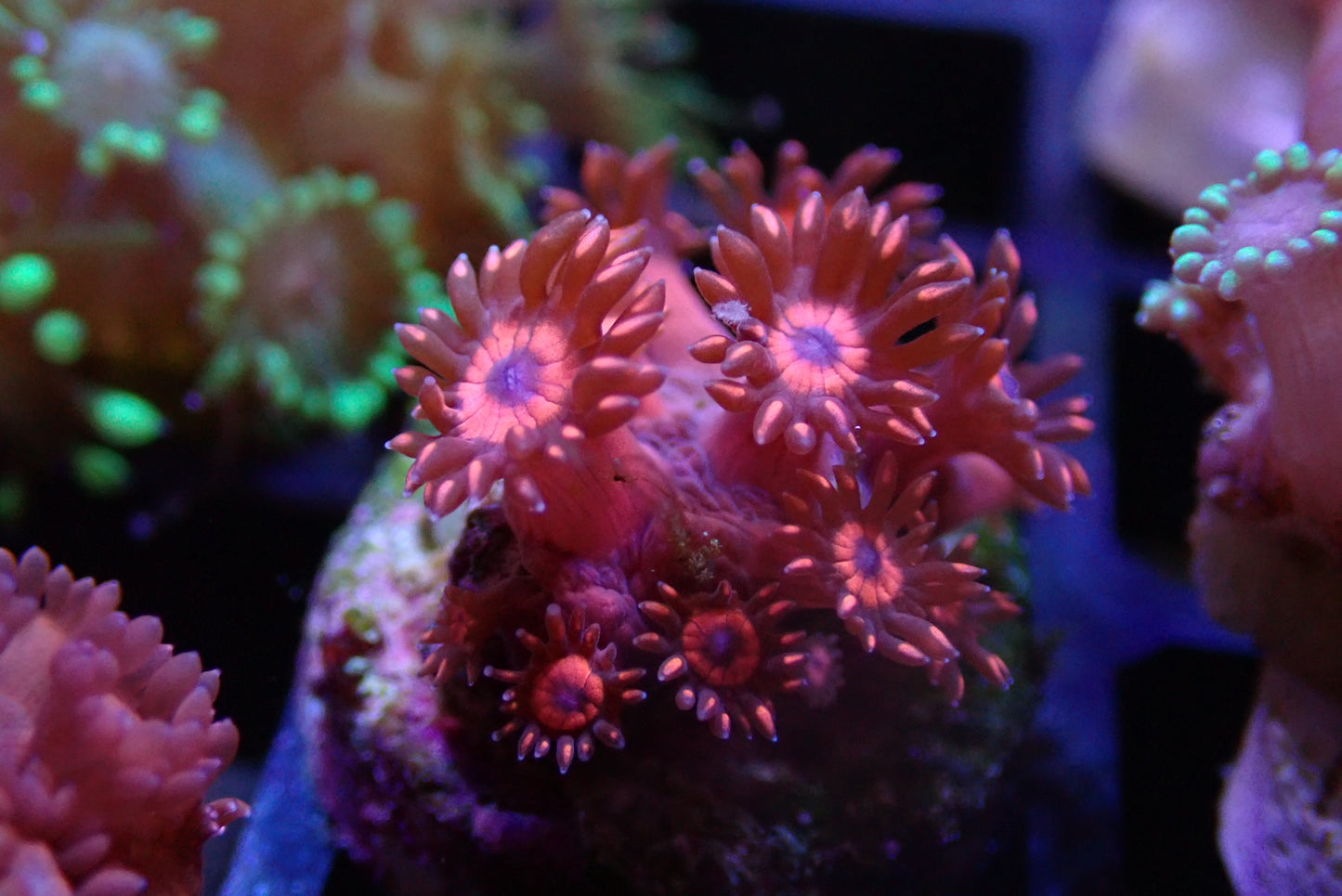 Red Gonipora Frag