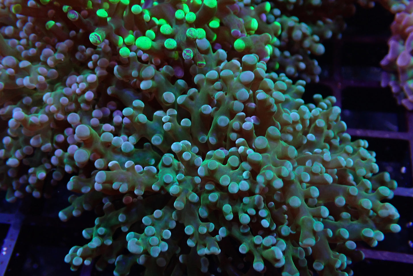 Green Branching Frogspawn