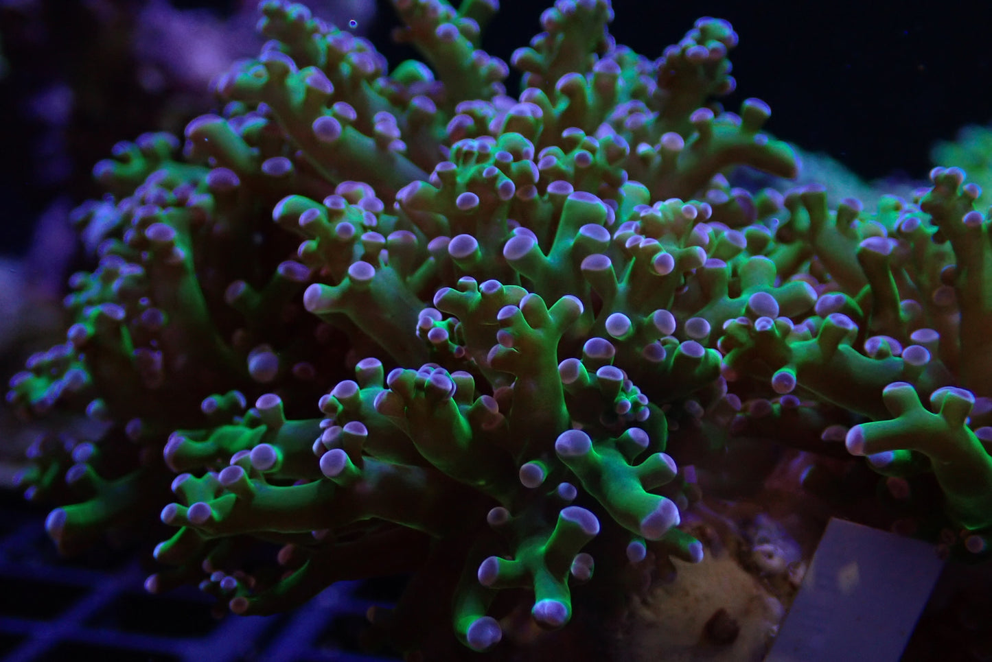 Branching Frogspawn Coral – Green with Purple Tips