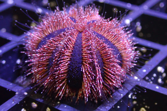 Why Every Reef Tank Needs a Cleanup Crew — And How to Choose the Right One