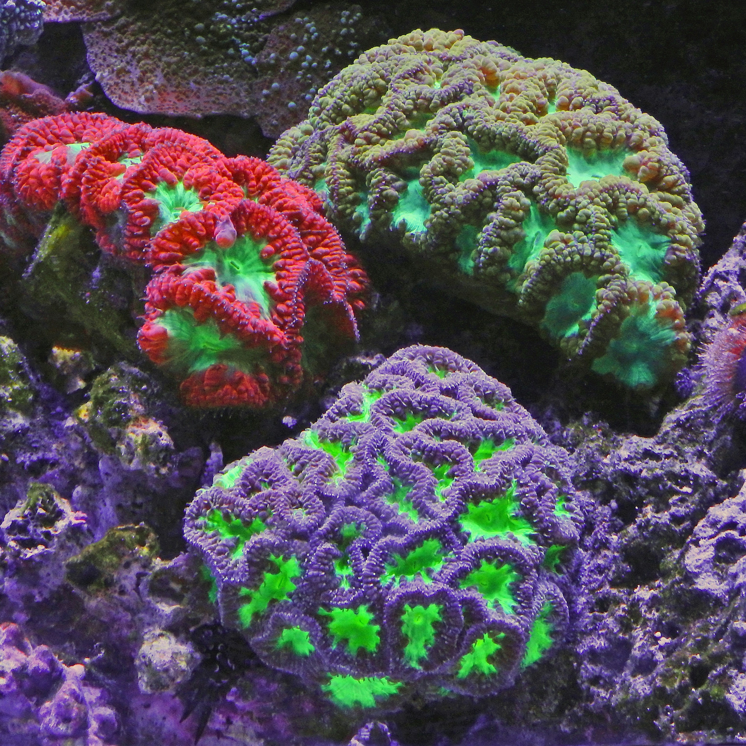 SPS Corals