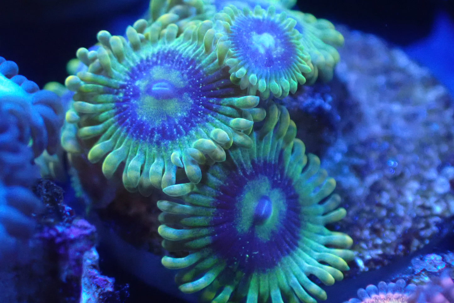 🪐 Yoda Zoanthid (Zoa) – 3+ Polyp Frag – Bright Green Designer Soft Coral