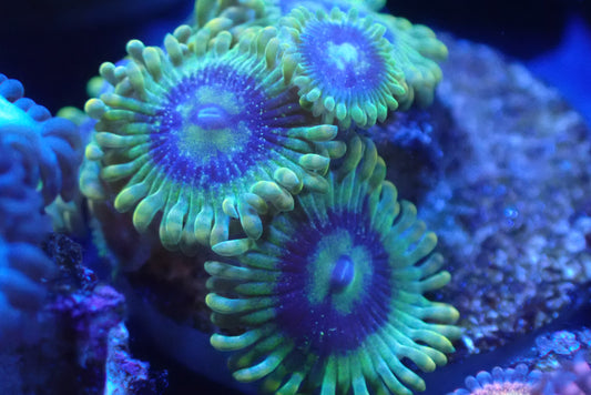 🪐 Yoda Zoanthid (Zoa) – 3+ Polyp Frag – Bright Green Designer Soft Coral