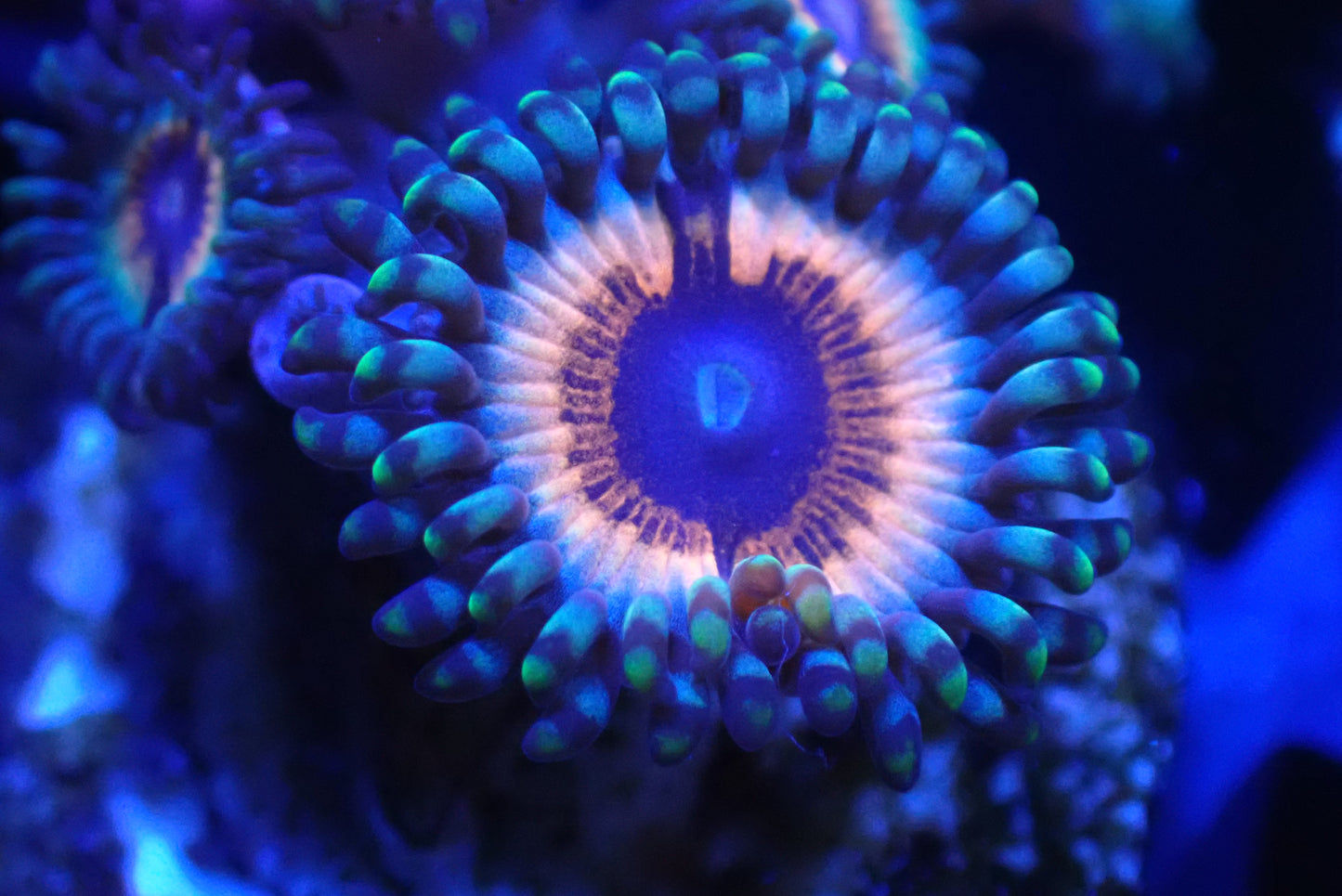 Sonic Flare Zoa – Zoanthid Coral Frag (3+ Heads)