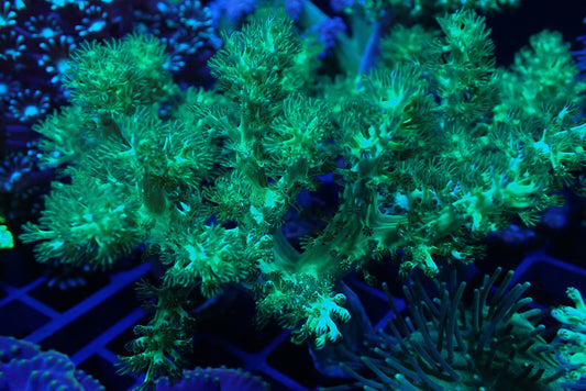Large Neon Green Kenya Tree Coral Frag