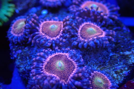 Mohawk Zoa Coral Frag – 3+ Polyps