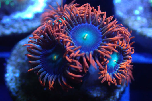 Fire and Ice Zoa Coral Frag – 3+ Polyps