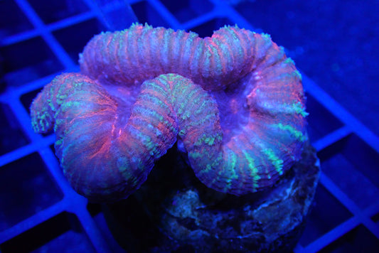 Red Green Dash Lobo – WYSIWYG