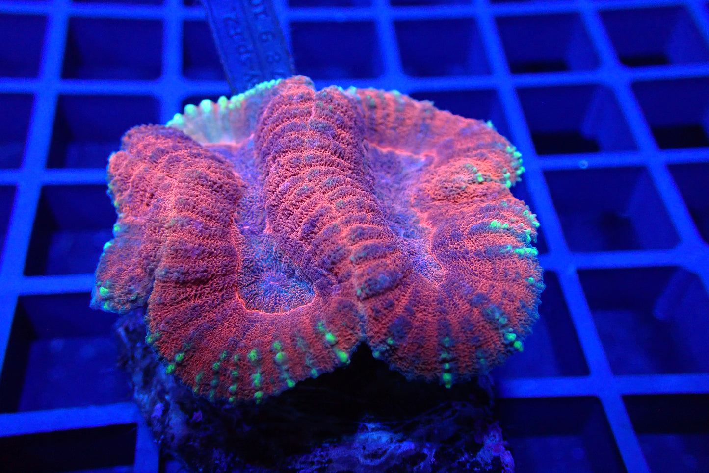 Red & Green Symphyllia