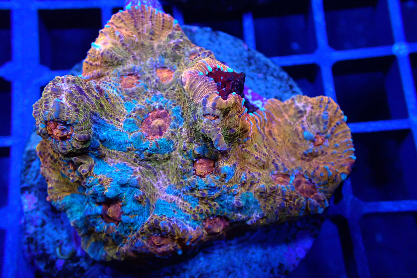 Blue/Orange Chalice Colony WYSIWYG