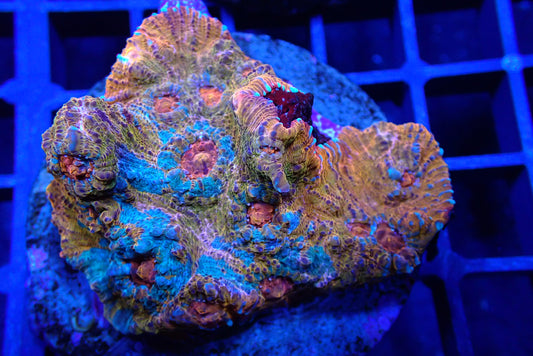 Blue/Orange Chalice Colony WYSIWYG