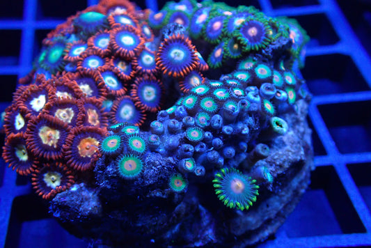 Zoa Rock/Colony 5 WYSIWYG
