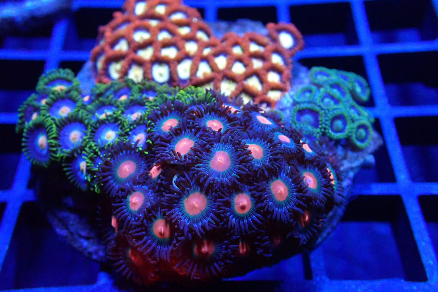 Zoa Rock/Colony 4 WYSIWYG