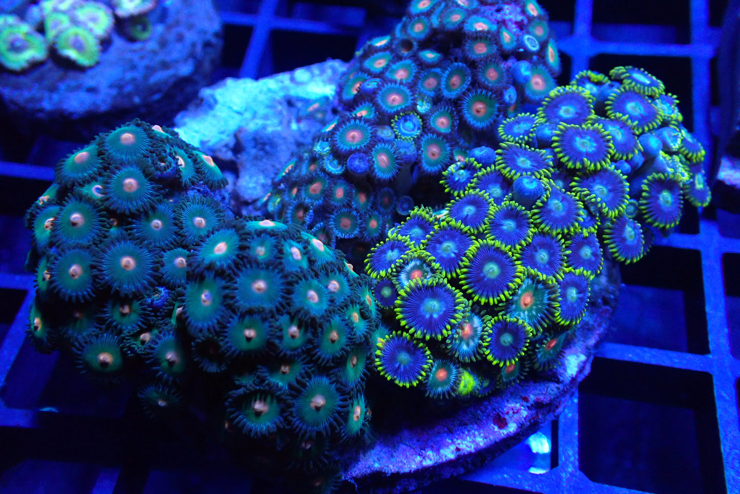 Zoa Rock/Colony 3 WYSIWYG