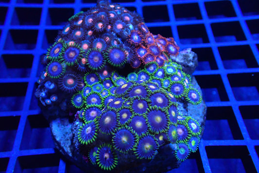 Zoa Rock/Colony 2 WYSIWYG