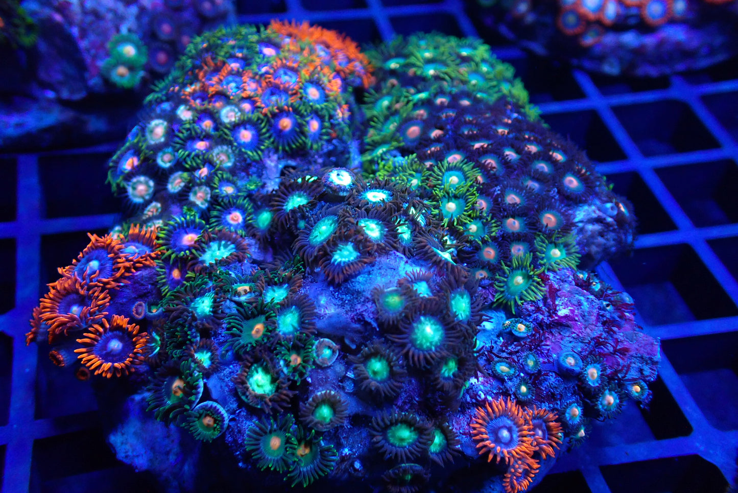 Zoa Rock/Colony 1 WYSIWYG