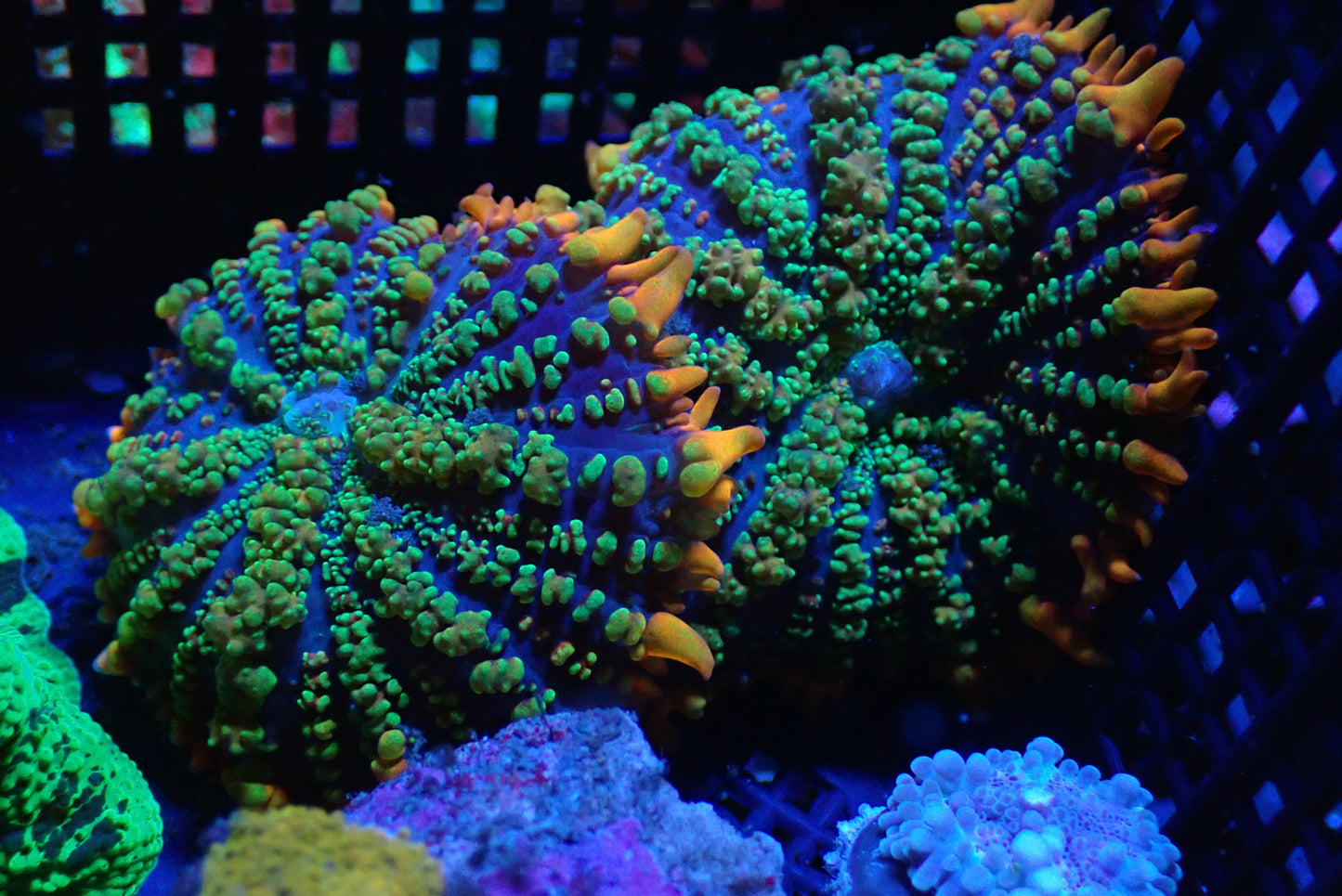 Tequila Sunrise Mushroom Coral (Discosoma sp.)