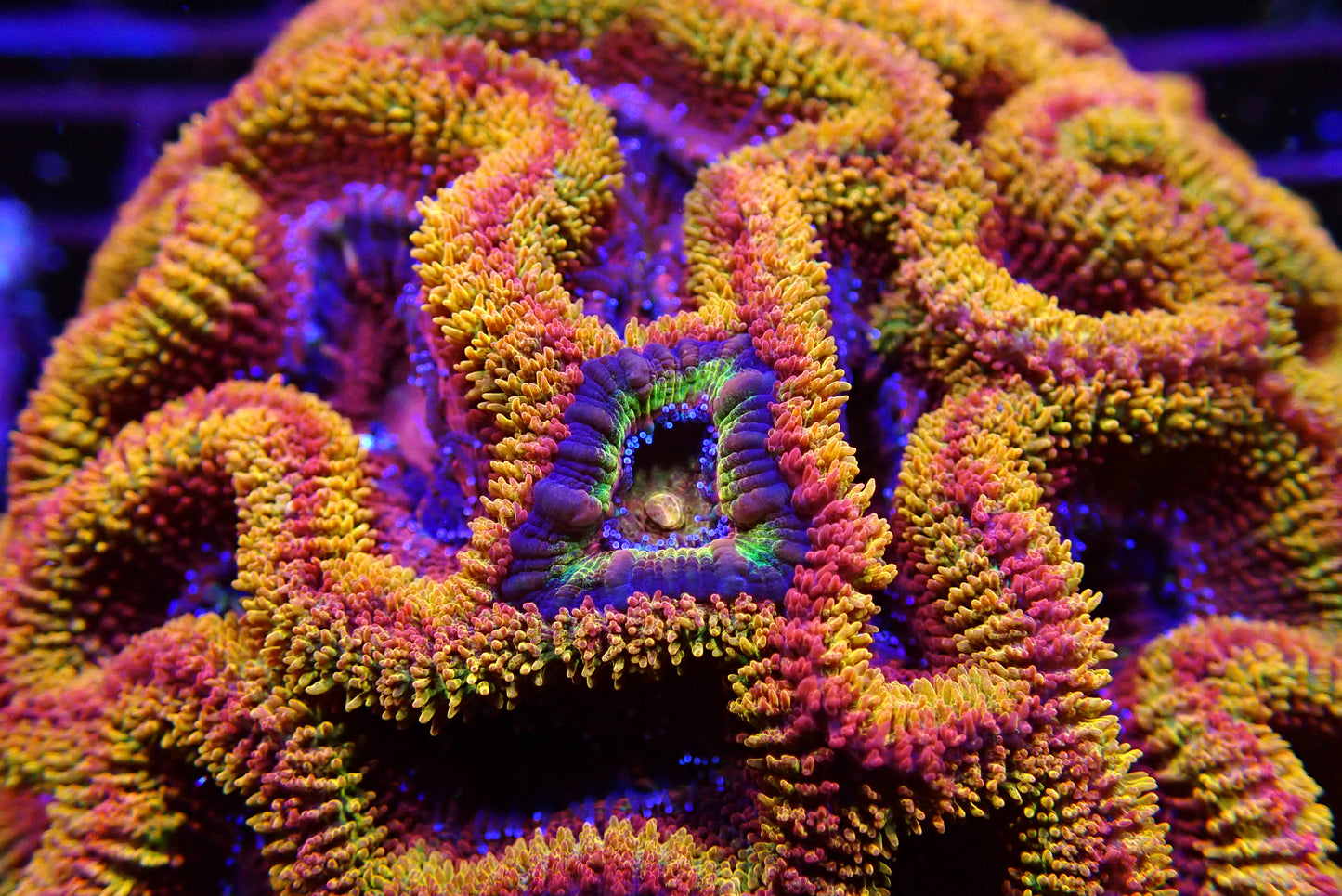 Ironman Acan Frag - Single Head