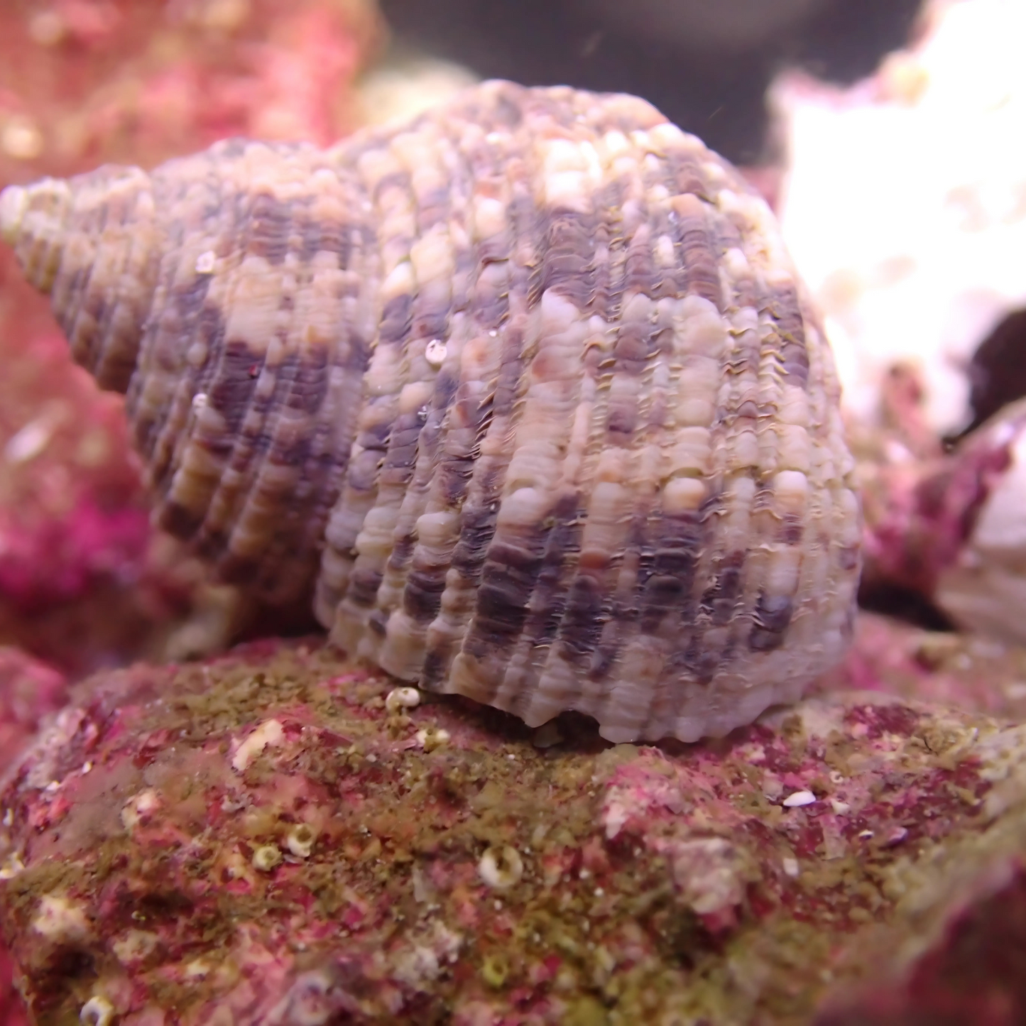 Turban Snail