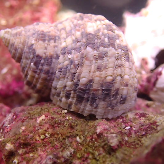 Turban Snail
