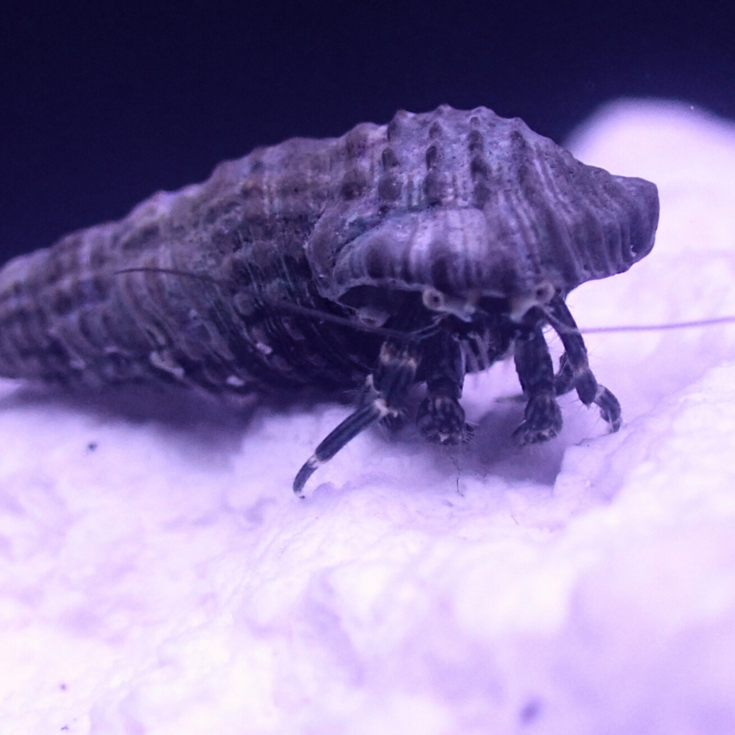 Hermit Crab (Algae-Eater) – Calcinus sp