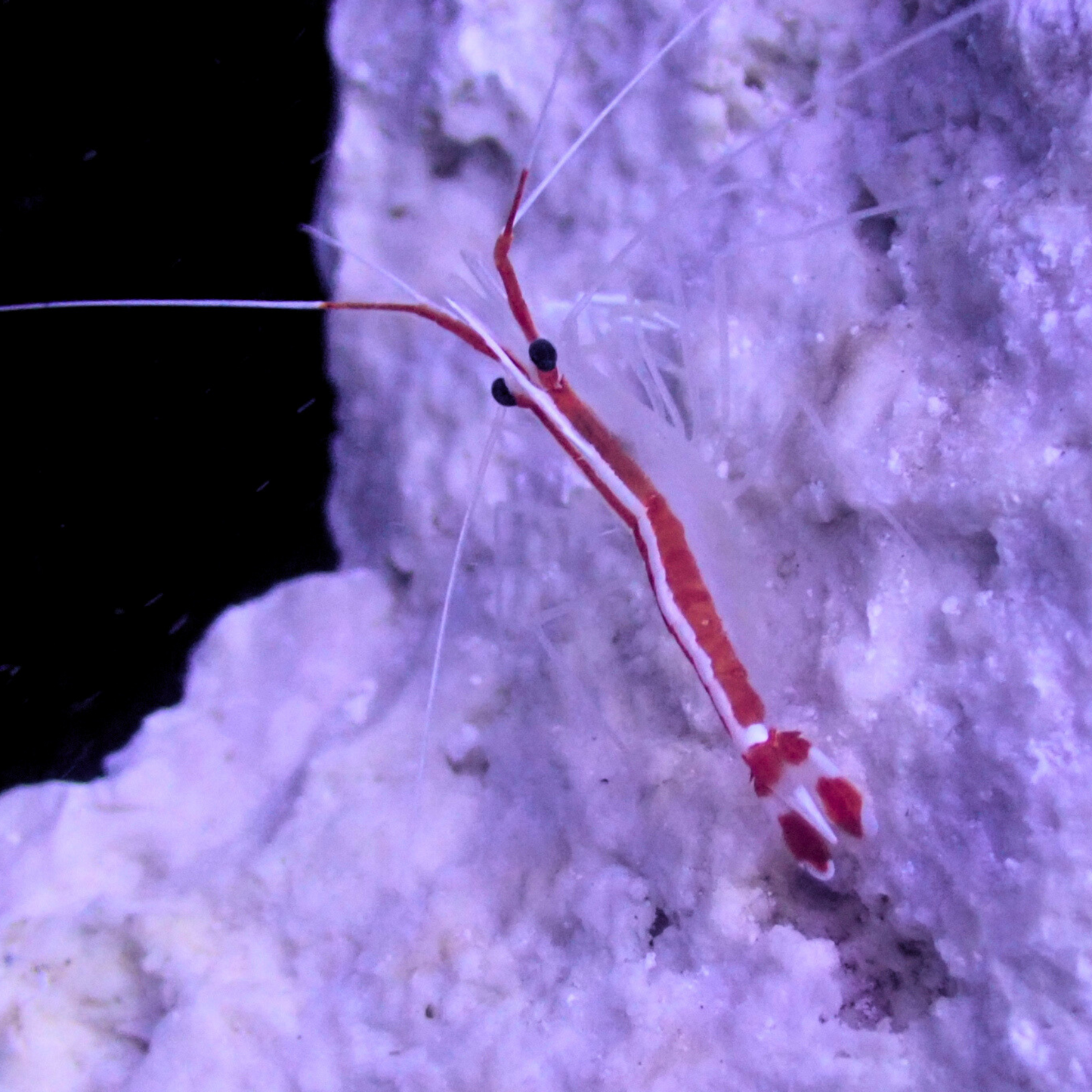 Cleaner Shrimp (Lysmata grabhami) Small