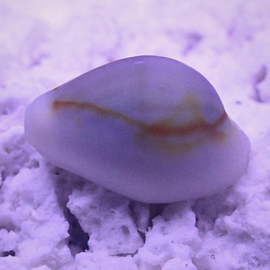 Money Cowrie (Cypraea annulus)