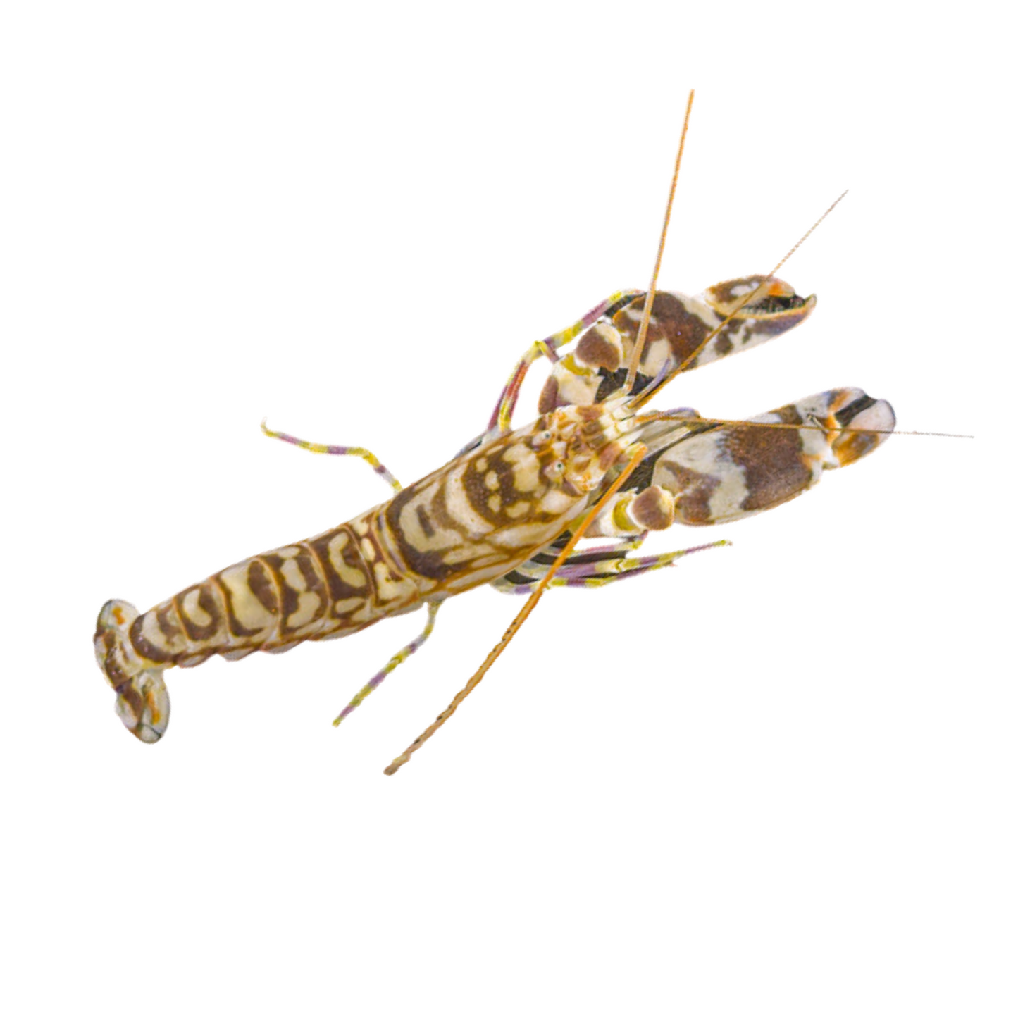 Pistol Shrimp (Alpheus sp.)