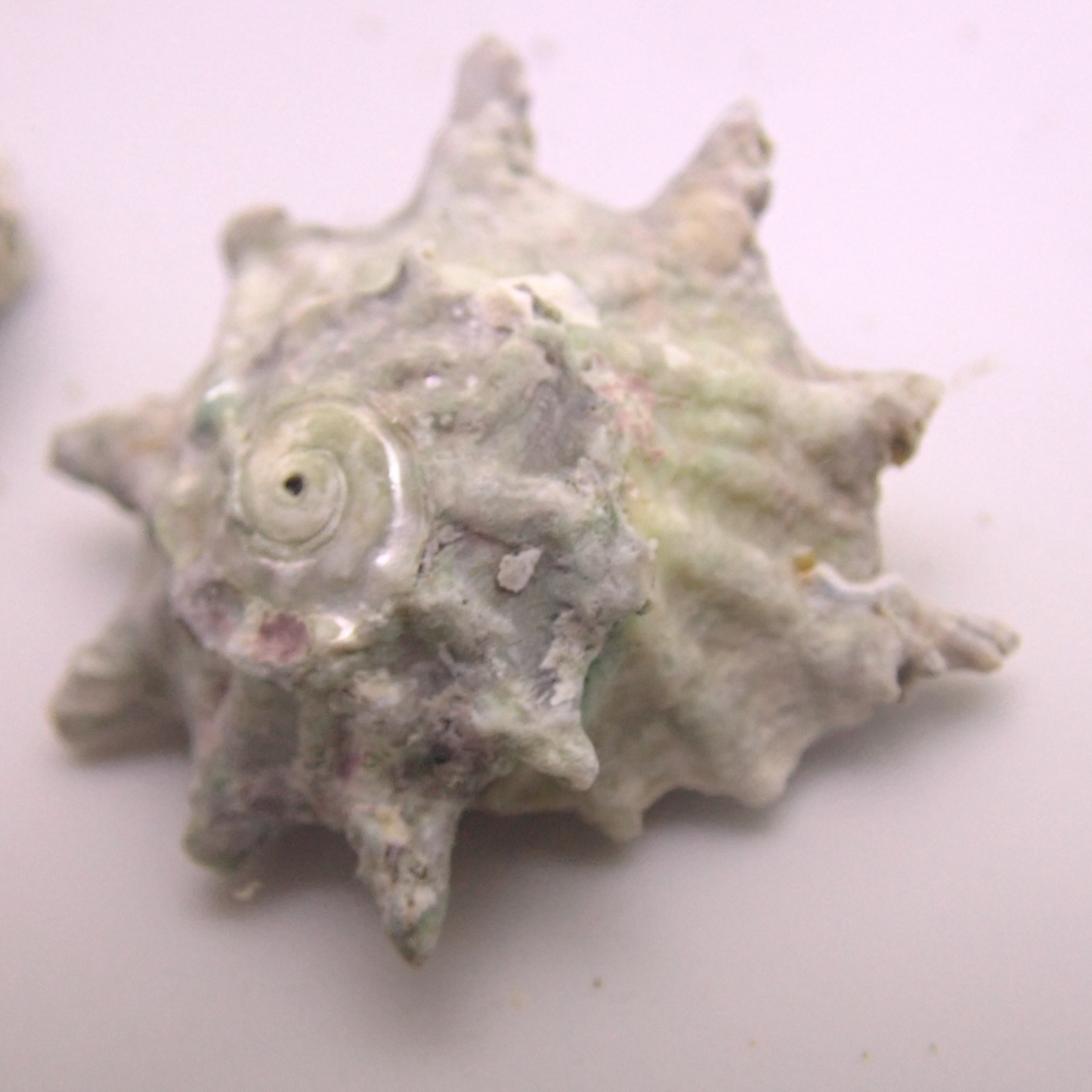 Spiny Astrea Snail (Astrea sp.)