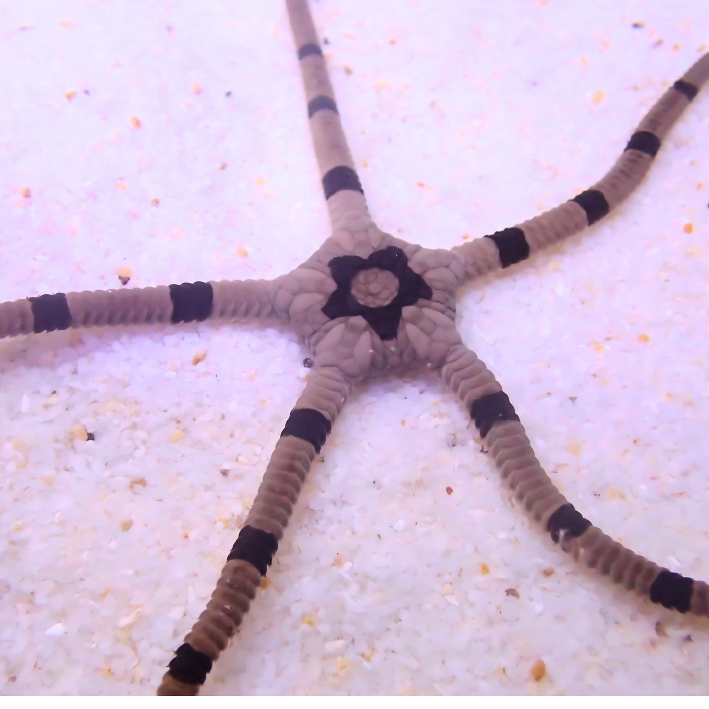 Banded Brittle Starfish (Ophiolepis superba)