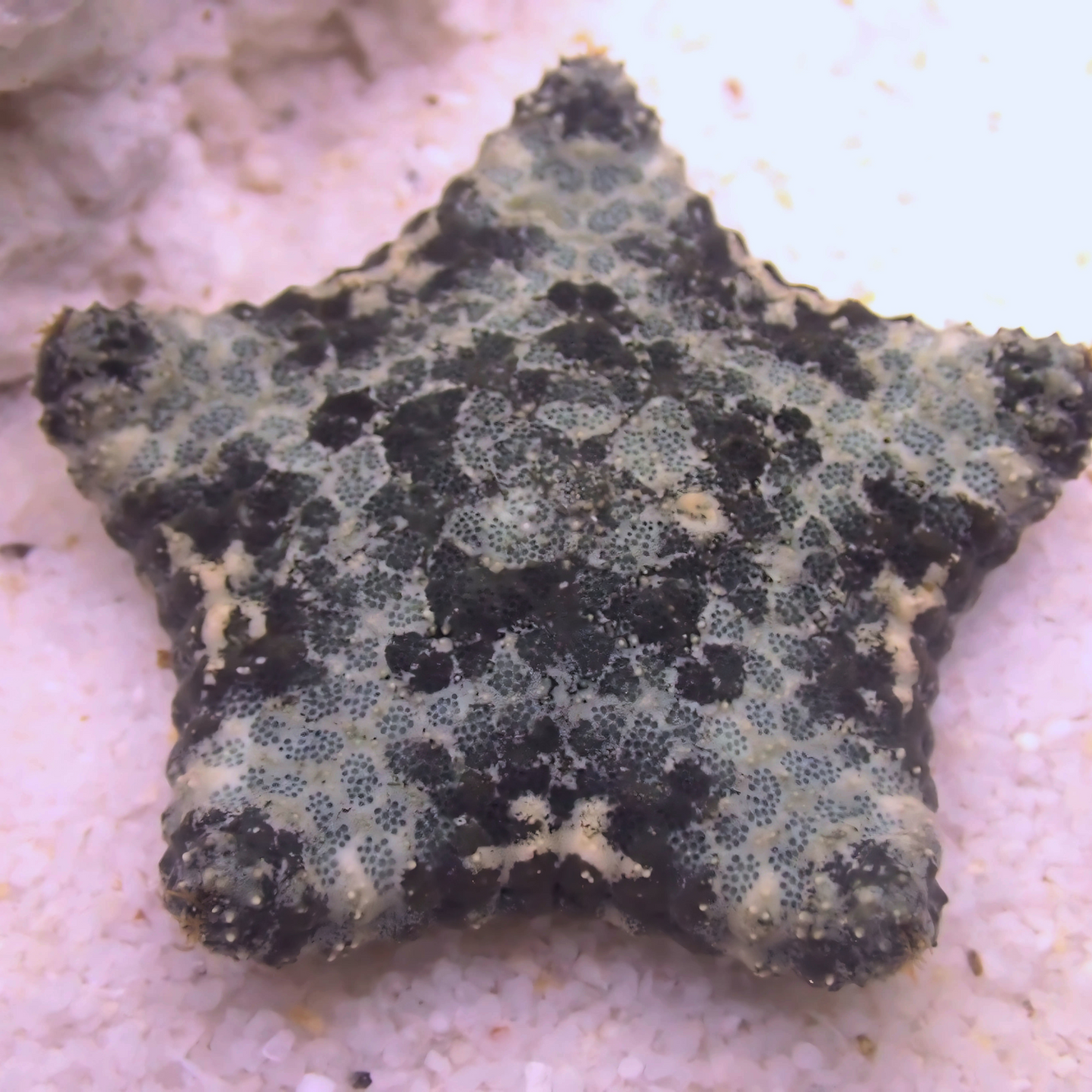 Cushion Star (Culcita novaeguineae)