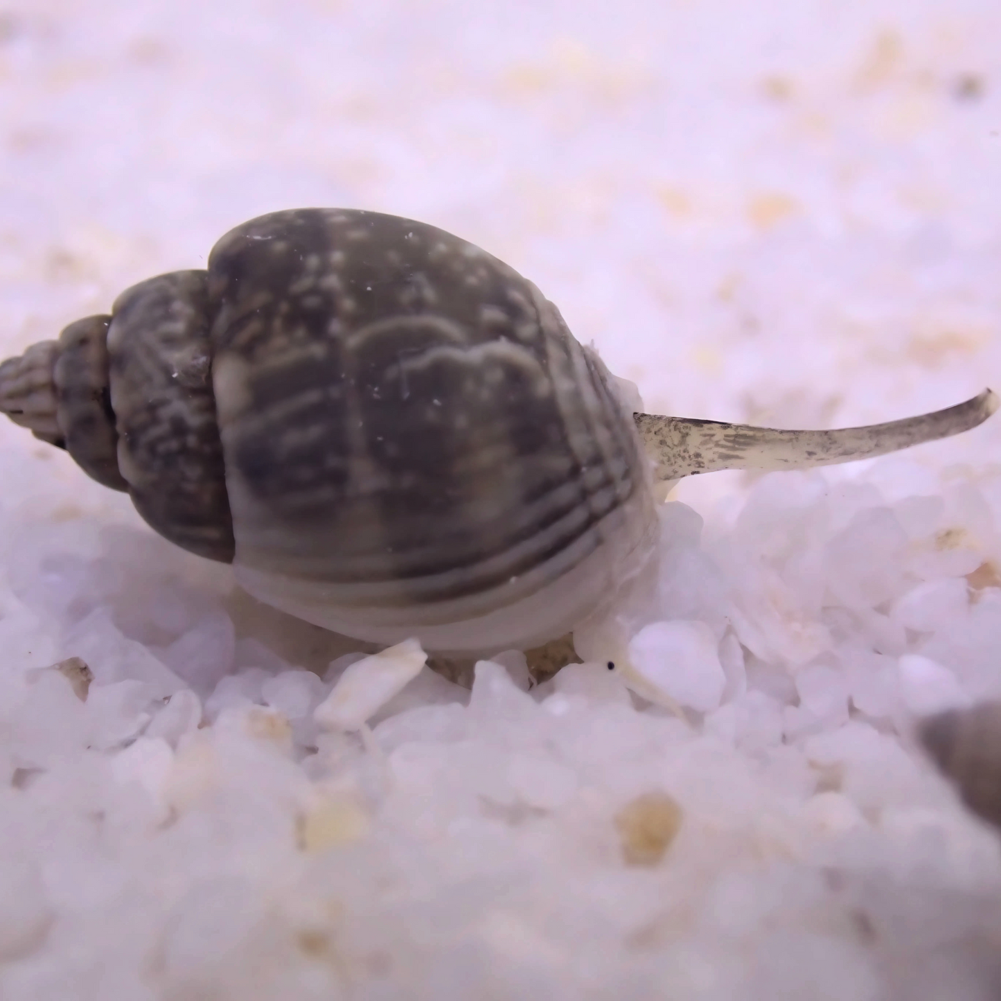 Nassarius Snails (Nassarius sp.)