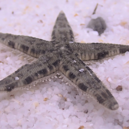Sand-Sifting Starfish (Archaster typicus)