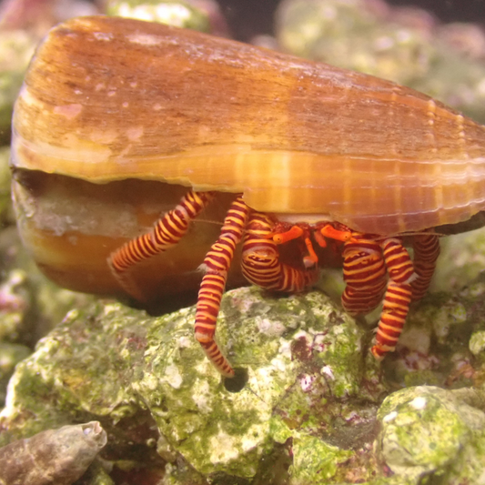 Halloween Hermit Crab (Ciliopagurus strigatus)