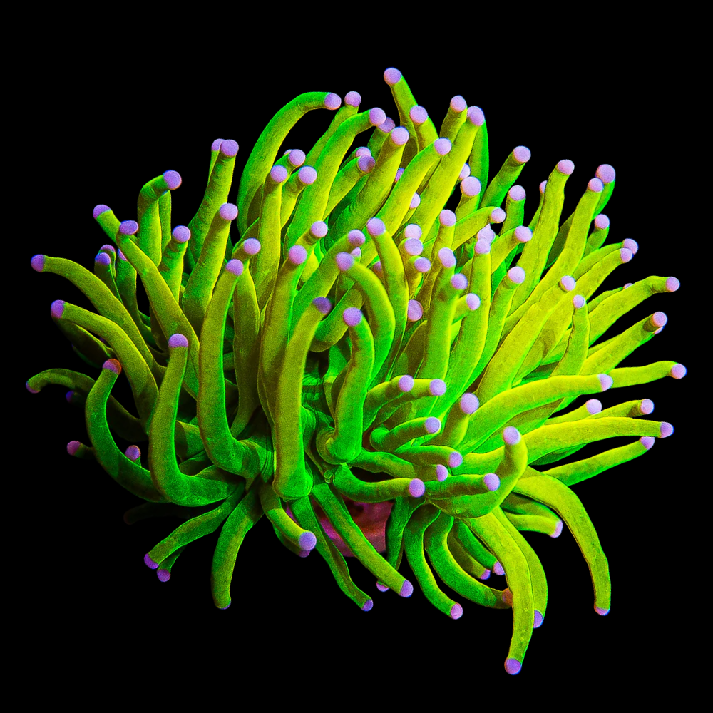 Ultra Grail Torch Branching