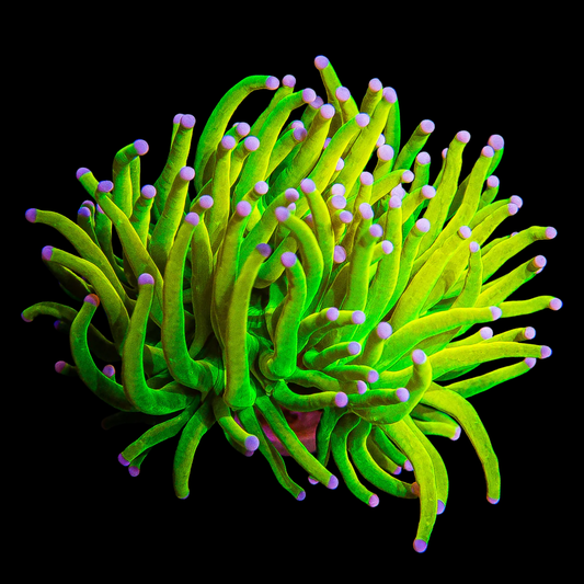 Ultra Grail Torch Branching